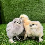 Binnenkort beschikbaar‼️ zijdehoen kuikens, Dieren en Toebehoren, Pluimvee