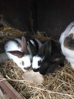 konijnen, Dieren en Toebehoren, Meerdere dieren, Groot, 0 tot 2 jaar