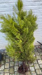 20 mooie coniveren te koop moet met spoed weg, Tuin en Terras, Ophalen