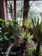 3 kamerplanten, Ophalen, In pot