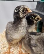 Wyandotte groothoender kuikentjes