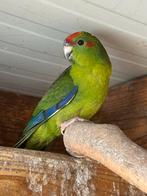 Kakariki’s februari 2025, geringd, Dieren en Toebehoren, Geringd