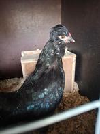 watermaalse baard kriel, Dieren en Toebehoren, Pluimvee, Vrouwelijk, Kip