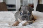 Chiots bouledogue français au nez ouvert plus long, Bouledogue, Plusieurs, Hépatite contagieuse (maladie de Rubarth), Belgique