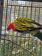 Rozella, Dieren en Toebehoren, Geslacht onbekend, Parkiet