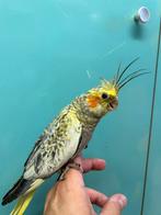 Tamme valkparkieten, Dieren en Toebehoren, Meerdere dieren, Parkiet, Pratend