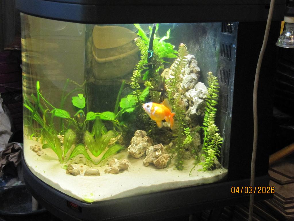 beplant Sera aquarium nano led cube 60 liter met meubel, Dieren en Toebehoren, Ophalen