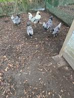 Broedeieren Padua kriel, Dieren en Toebehoren, Pluimvee