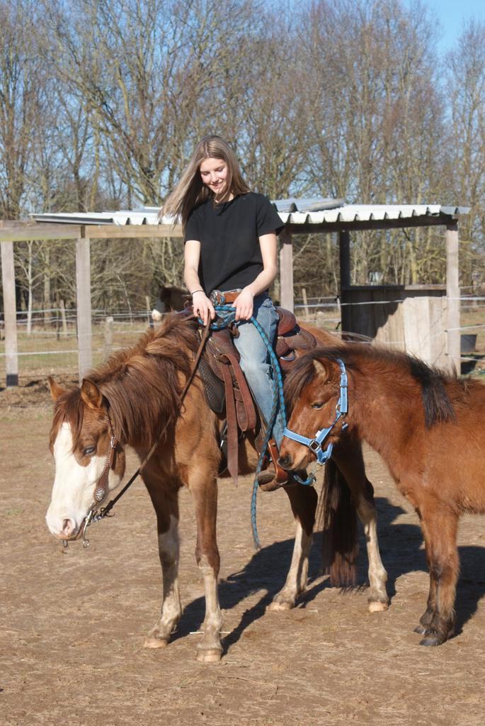 Zadelmak maken, Dieren en Toebehoren, Paarden