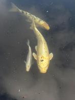 Koi’s, Carpe ou Koï