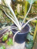 Aloë Vera-Sanseveria-Pannenkoekenplant-Cactus, Huis en Inrichting, Kamerplanten, Groene kamerplant, Ophalen, Vetplant, In pot