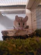 Stekelmuizen, Dieren en Toebehoren, Knaagdieren, Muis, December, Meerdere dieren, Tam