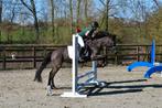 Leuke allround merrie zoekt nieuwe ruiter, Dieren en Toebehoren, Merrie, M, Recreatiepony, D pony (1.37m tot 1.48m)