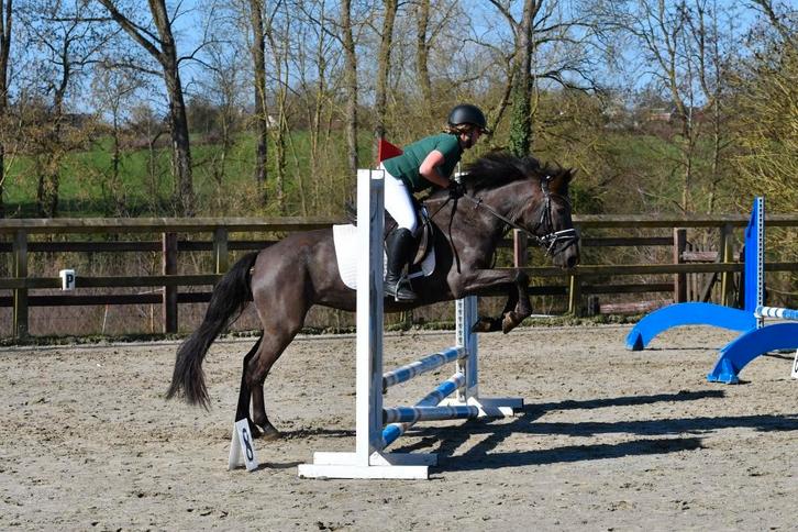 Leuke allround merrie zoekt nieuwe ruiter, Dieren en Toebehoren, Pony's, Merrie, M, D pony (1.37m tot 1.48m), Recreatiepony, 7 tot 10 jaar