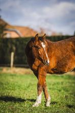 Quarter, Quarterhorse te koop, Dieren en Toebehoren, Westernpaard, Met stamboom