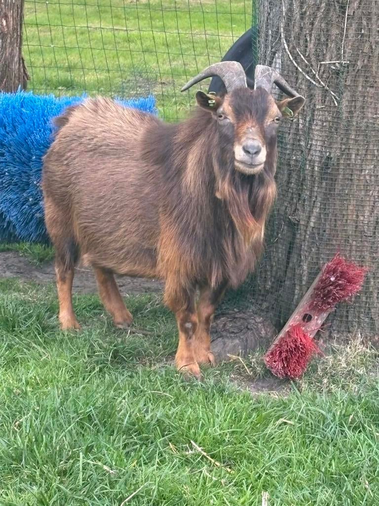 Mooie dekbok te huur, Dieren en Toebehoren