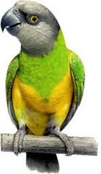 Senegal papegaai/bonte boer, Dieren en Toebehoren, Papegaai, Tam