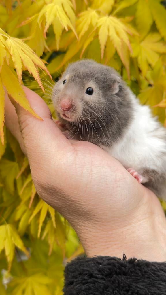 Goudhamster . Syrische langharige hamster, Dieren en Toebehoren, Knaagdieren, Vrouwelijk, Hamster, Februari, Tam