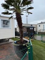 Trachycarpus fortunei 3m hoog, Tuin en Terras, Planten | Bomen, Ophalen, Palmboom, 250 tot 400 cm
