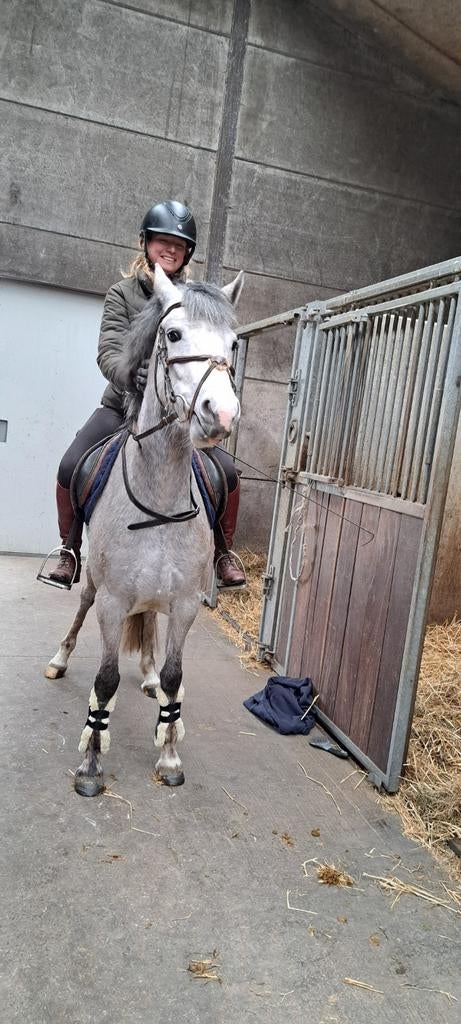 D pony, Dieren en Toebehoren, Paarden en Pony's | Beschermers, Ophalen