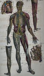 chromolithographie anatomique - lymphatique - Lymphe Taf. I., Enlèvement ou Envoi
