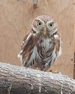 Braziliaanse dwerguil, Dieren en Toebehoren, Vogels | Overige Vogels, Vrouwelijk, Roofvogel, Geringd