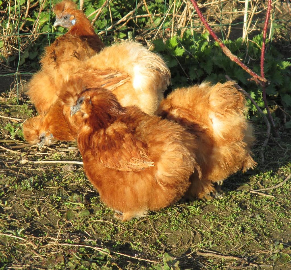 Broedeieren van d. rode zijdehoenders, Dieren en Toebehoren, Pluimvee