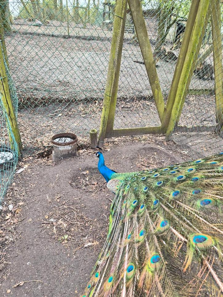 blauwe pauwen koppel, Animaux & Accessoires, Volatiles, Autres espèces, Plusieurs animaux