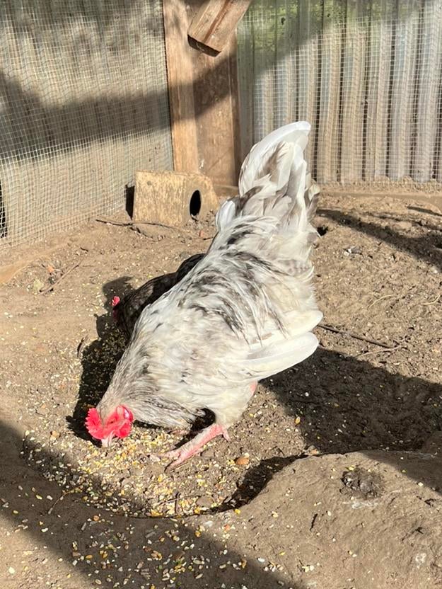 Haan 2025 met groene ei gen, Dieren en Toebehoren, Pluimvee, Mannelijk, Kip