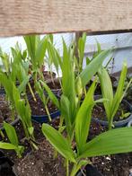 winterharde tuin orhidee, Ophalen