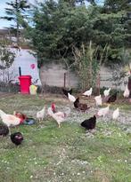 Des œufs frais de nos poules élevées en liberté tous les jou, Animaux & Accessoires, Volatiles