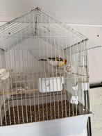 Abonné de Kardonel, Animaux & Accessoires