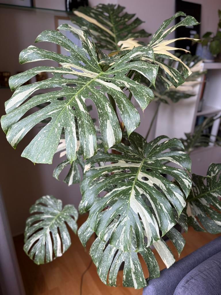 Monstera thai constellation, Maison & Meubles, Plantes d'intérieur, Enlèvement