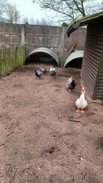 Hanen, Dieren en Toebehoren, Pluimvee