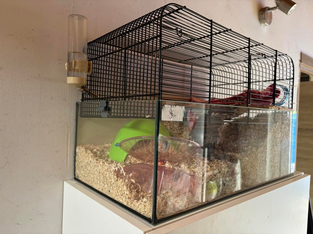 Goudhamster met kooi., Enlèvement, Utilisé, Cage