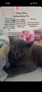 Britse korthaar, Kat