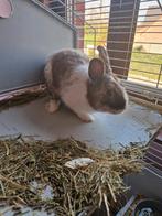 Dwergkonijn, Dieren en Toebehoren, Konijnen