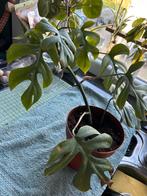Mooie stek monstera minima, Huis en Inrichting, Kamerplanten, Ophalen, Overige soorten, Halfschaduw, In pot