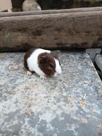 Ours cobaye, Animaux & Accessoires, Mâle, Février, Domestique, Cobaye