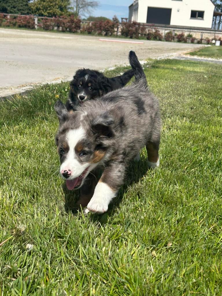 Miniatuur amerikaanse herder reu, Parvo, België, Reu, 8 tot 15 weken