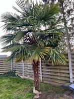 Palmboom# Trachycarpus, Ophalen, Palmboom