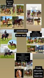 5 beaux chevaux à vendre, Enlèvement ou Envoi, Neuf