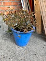 Blauwe bloempot, Tuin en Terras, Ophalen