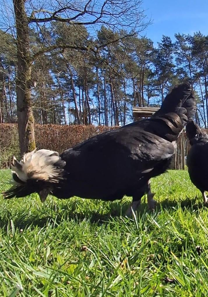 Hollandse kuifhoen, Plusieurs animaux, Poule ou poulet