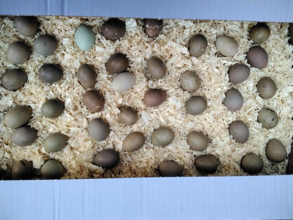 Broedeieren van Chinese Dwergkwartels in verschillende kleur