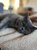 Britse korthaar kater blue 2 jaar ( met stamboom), Dieren en Toebehoren, Katten en Kittens | Raskatten | Korthaar, 0 tot 2 jaar