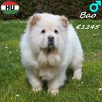 Chow Chow crème, Bao à la recherche d'un doux foyer, 15 semaines à 1 an, Chien (mâle), Hépatite contagieuse (maladie de Rubarth)