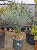 Yucca Rostrata - palmlelie, Ophalen