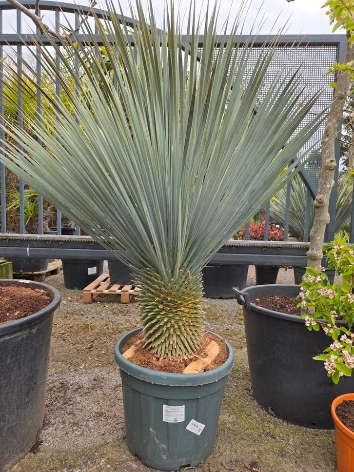 Yucca Rostrata - palmlelie, Tuin en Terras, Planten | Bomen, Ophalen