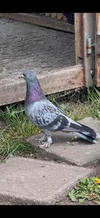 Takla duiven, Dieren en Toebehoren, Vogels | Duiven
